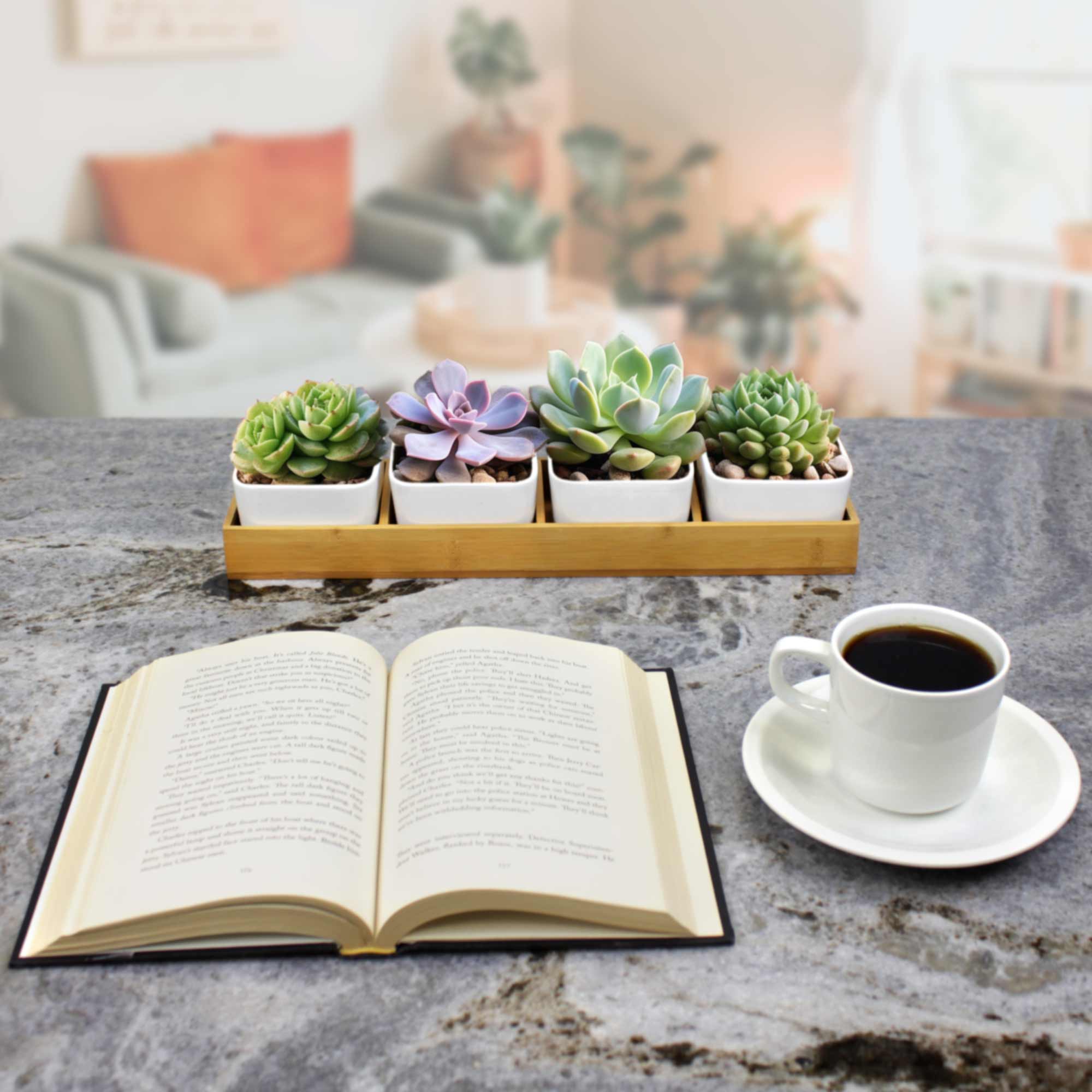 Succulent Pots - Image 2
