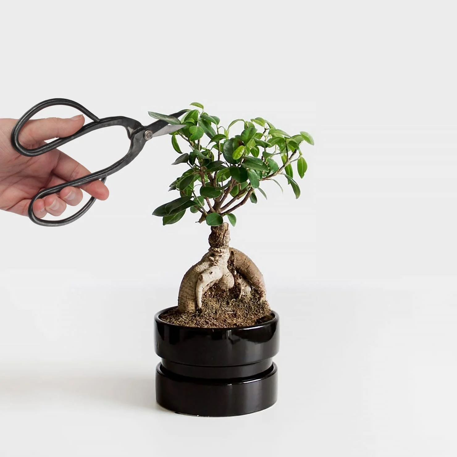 Bonsai Large Butterfly Shear - Image 2