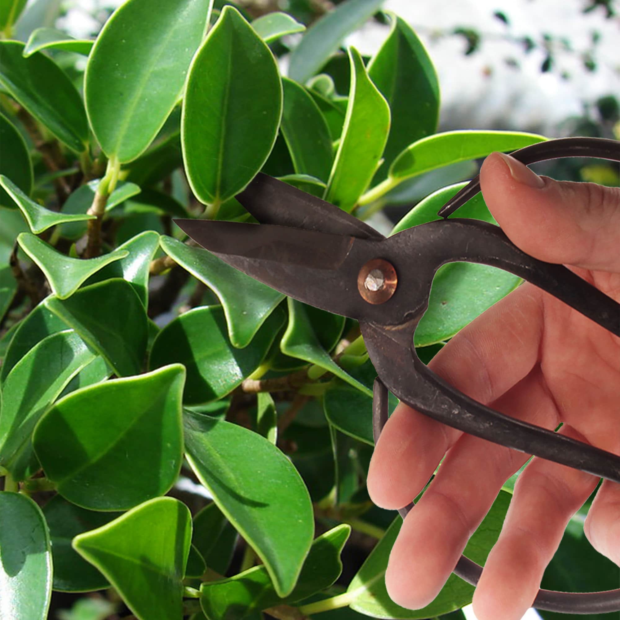 Bonsai 7" Butterfly Shear - Image 4