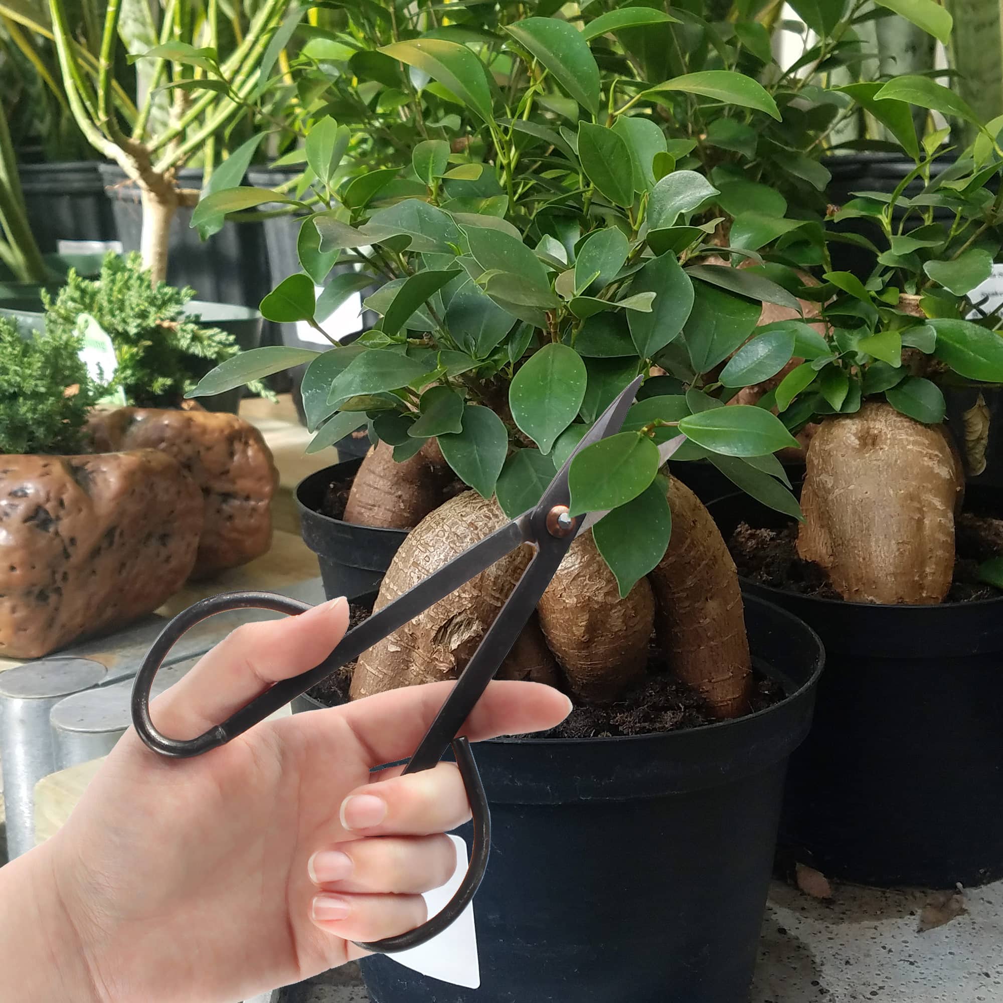 Bonsai Basics Set - Knob Cutter and Trimming Shear - Image 2