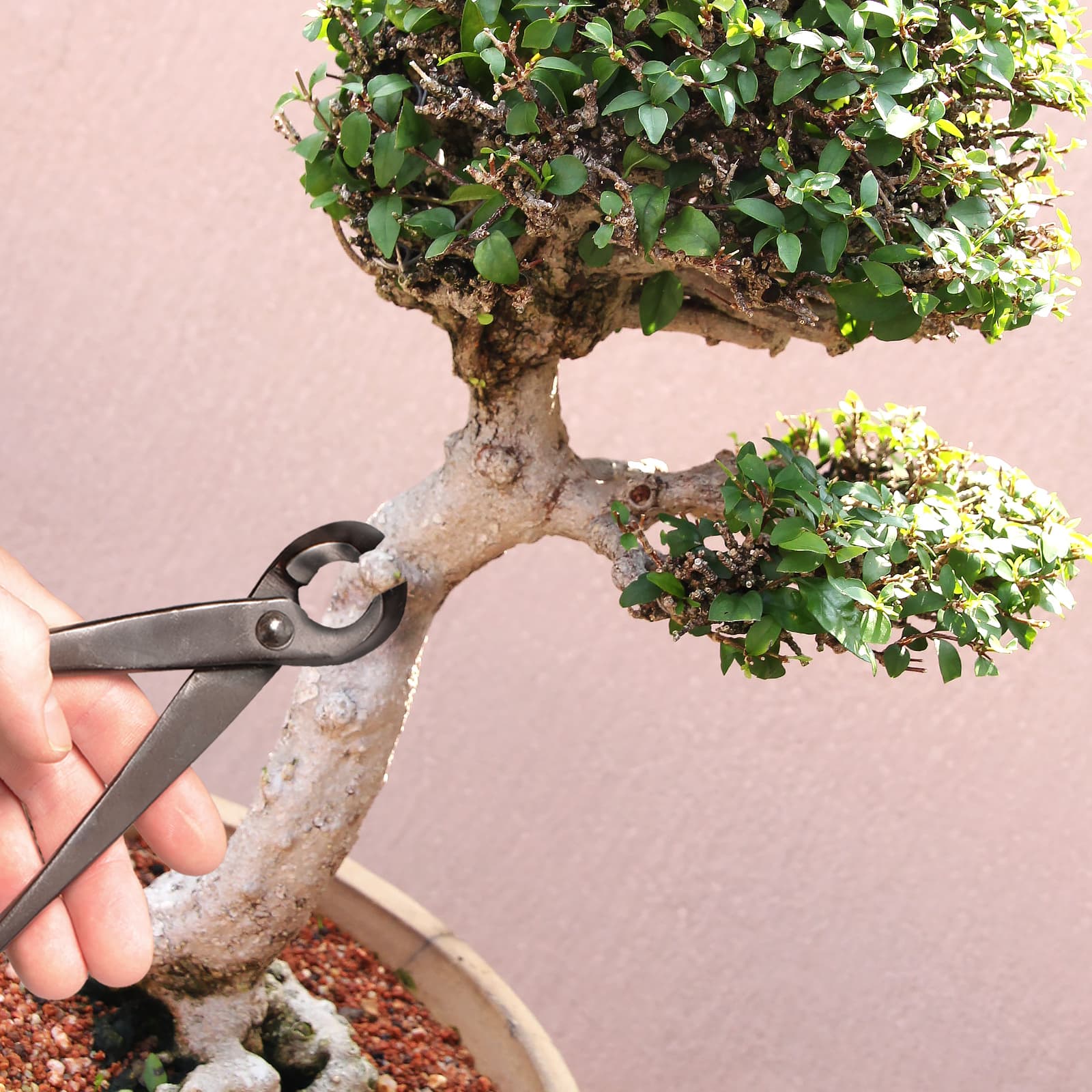 Bonsai 10.5'' Concave Cutter - Image 2