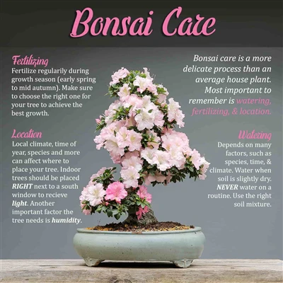 Bonsai Pruner, Bud, and Leaf Trimmer Sets - Image 2