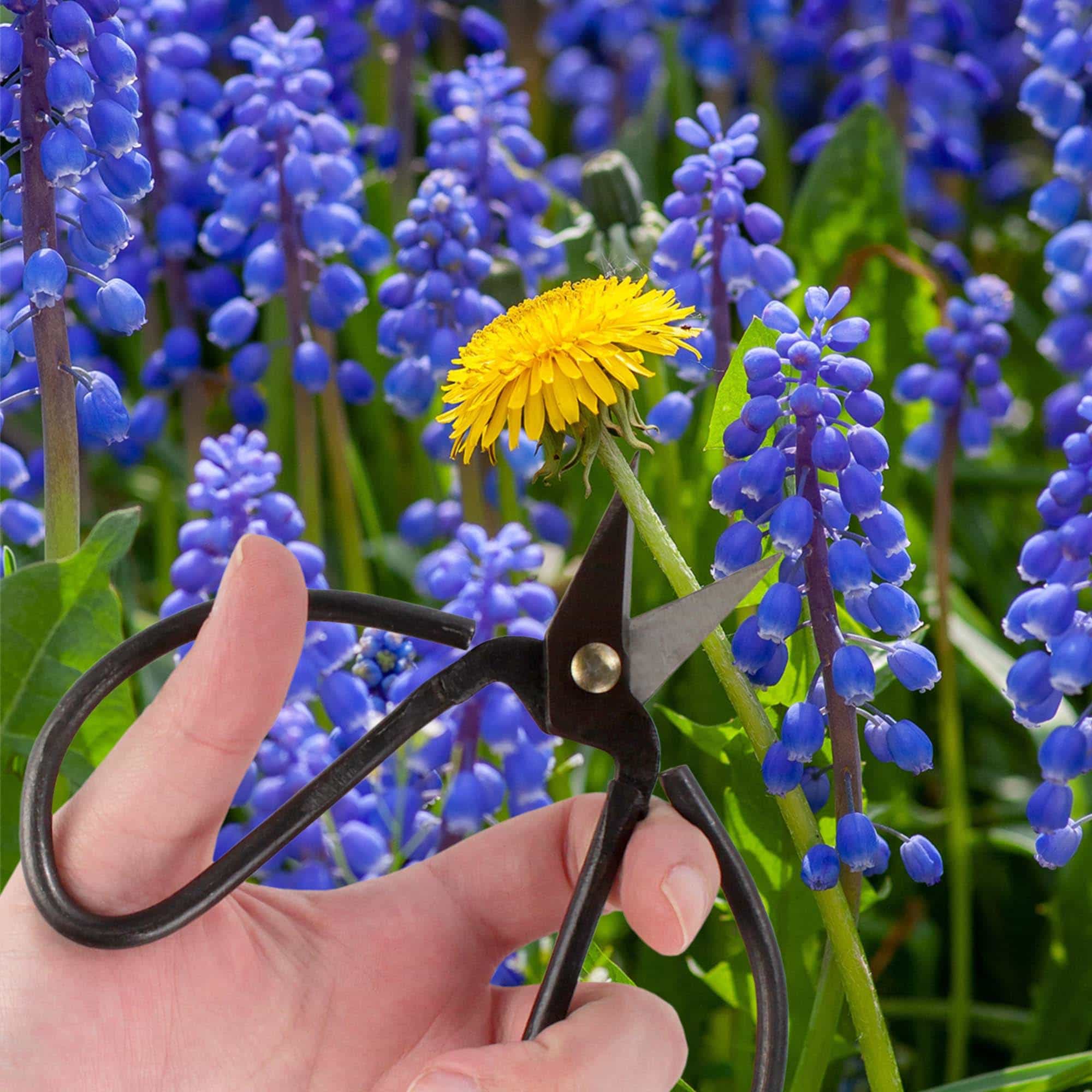 Bonsai Forged Shears - Image 6