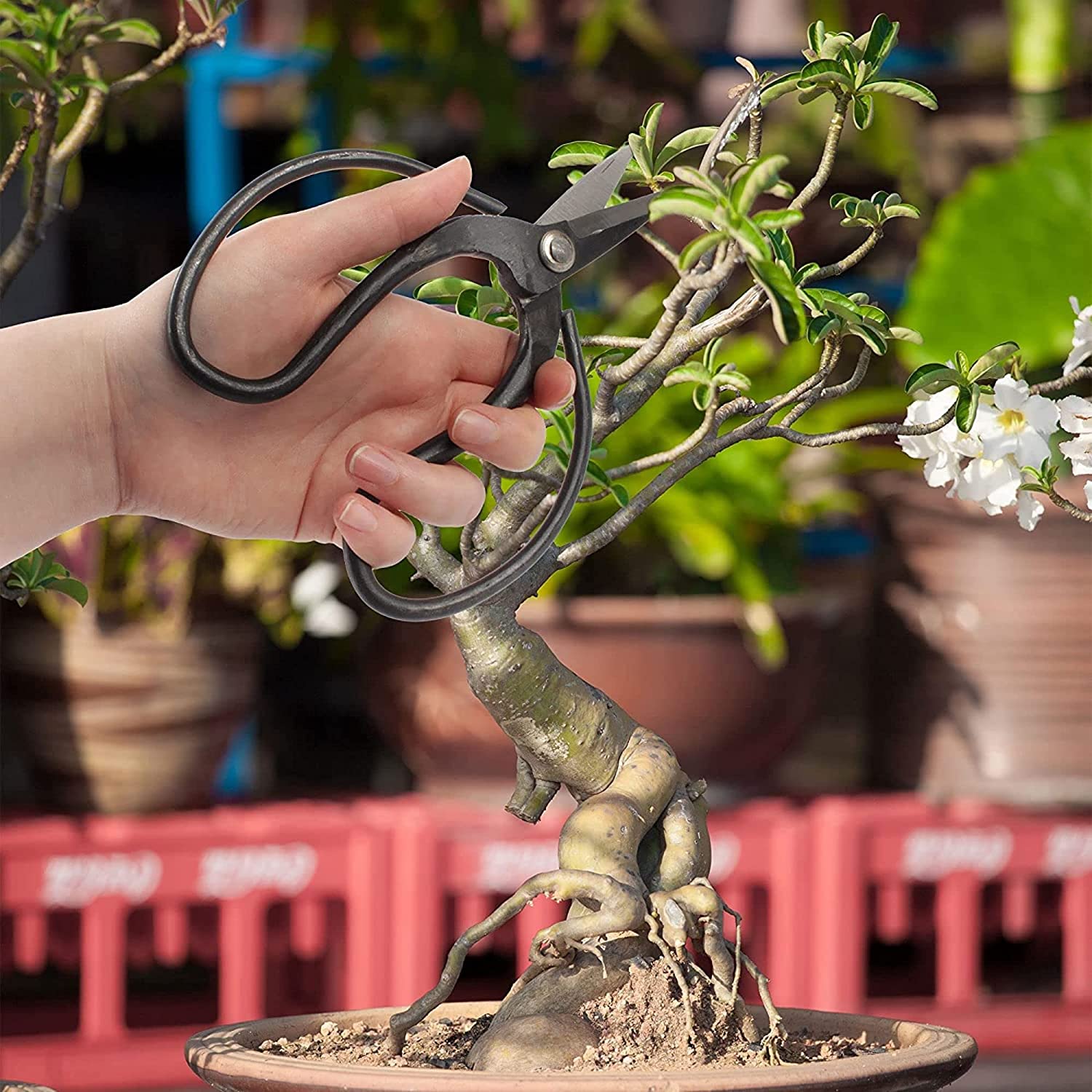 Bonsai 7.2" Trimming Shears and 7" Butterfly Shear - Image 8