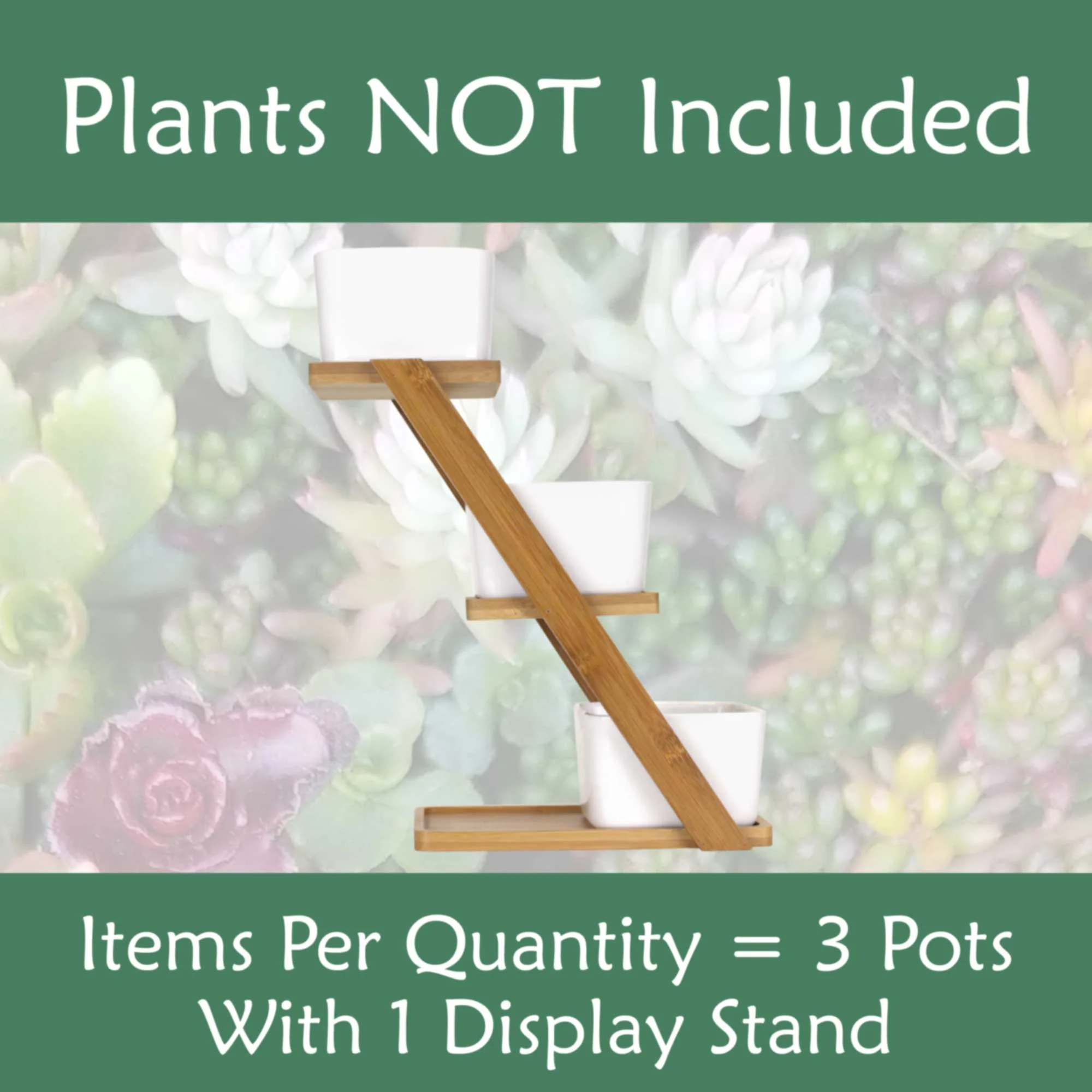 Succulent Pot Plant Display Set - Image 5