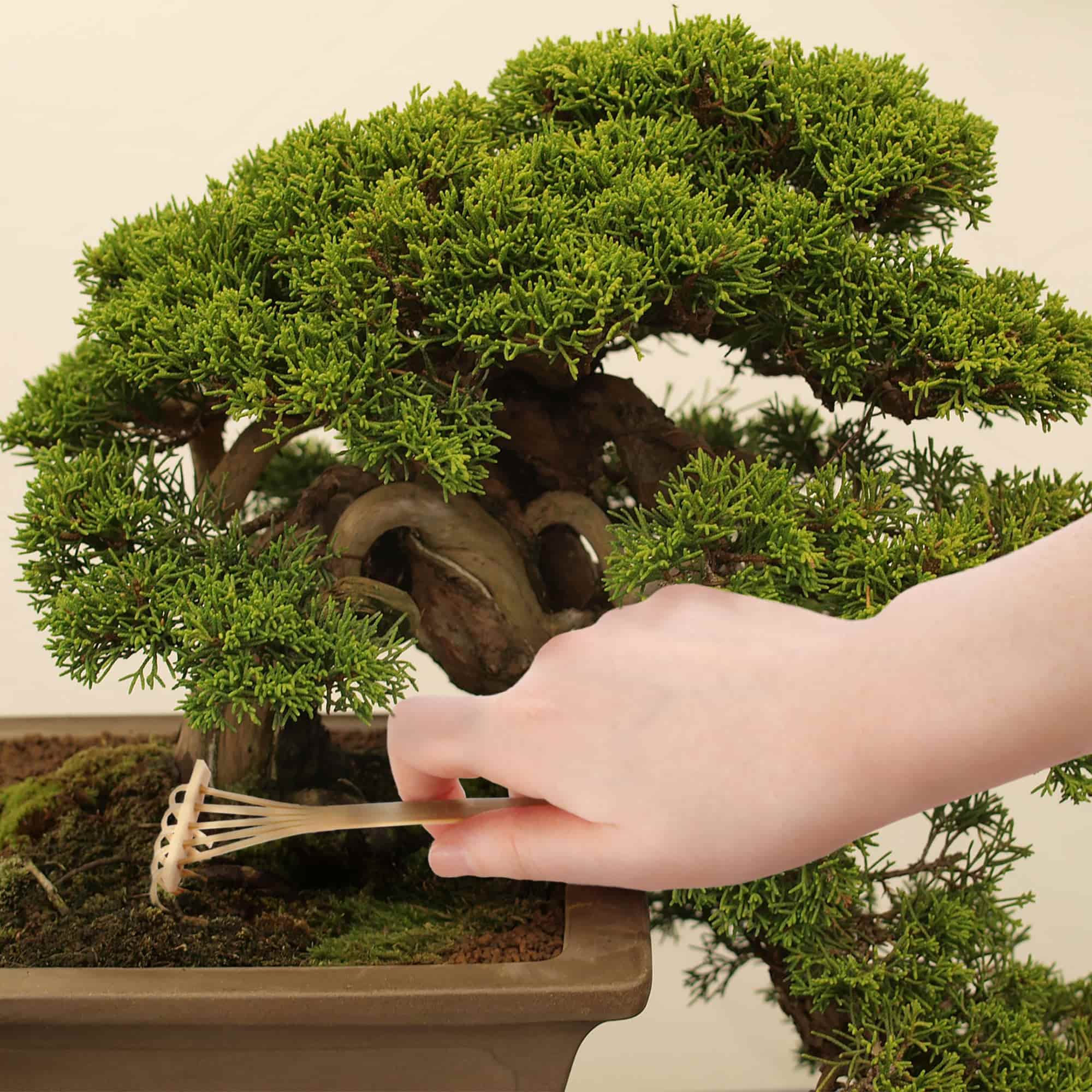 Bonsai Tree Pruning Starter Tool Kit - Image 4
