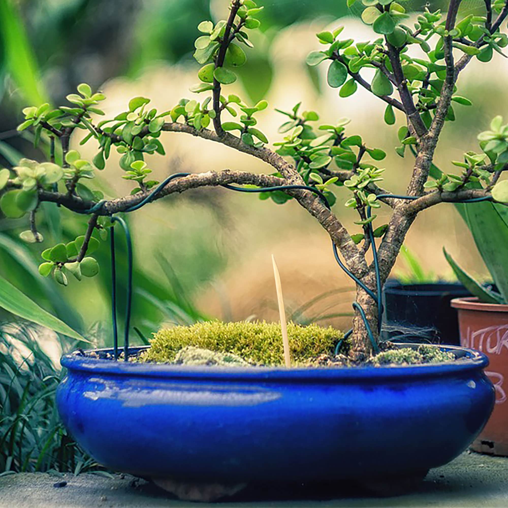 Bonsai Tree Pruning Starter Tool Kit - Image 7