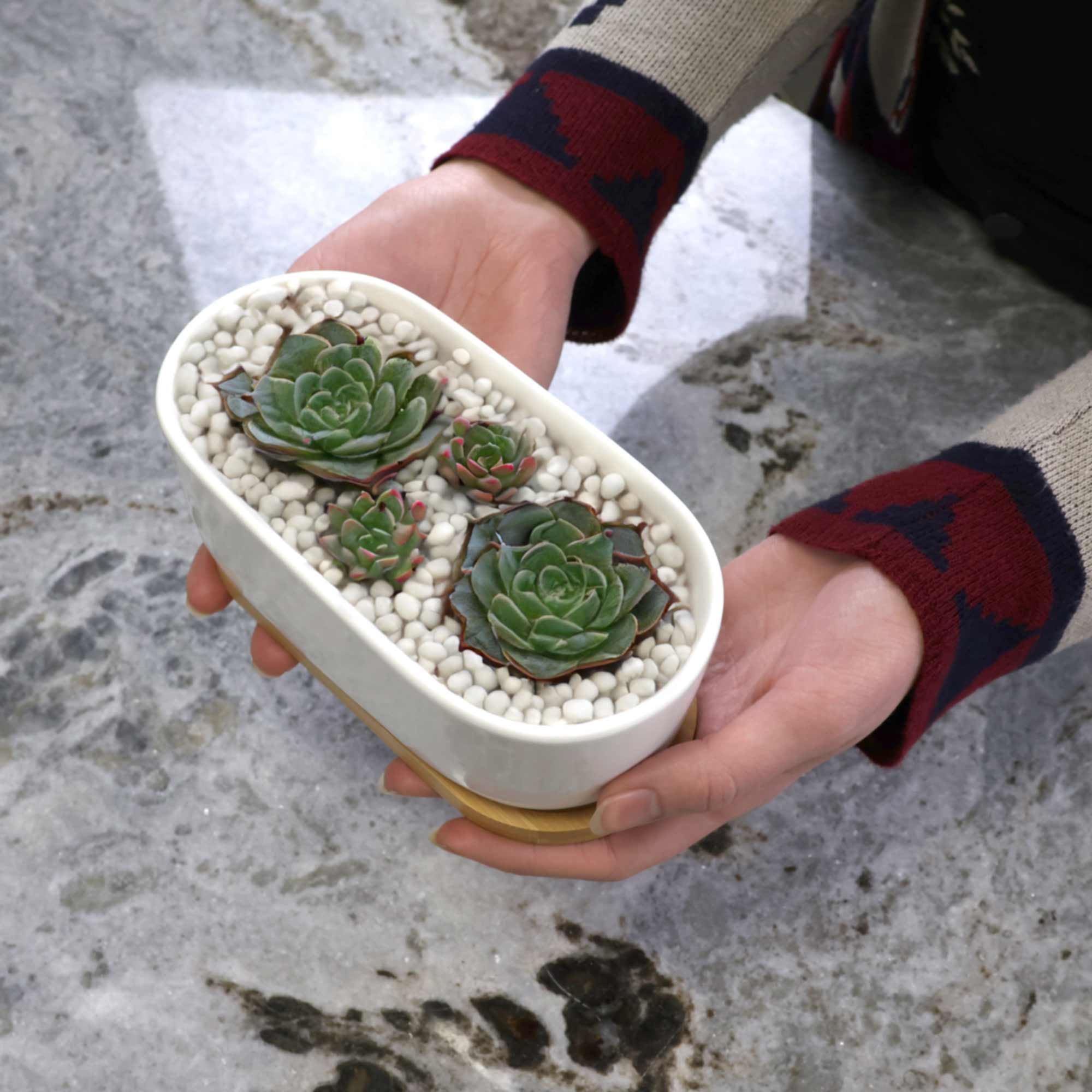 Short Oval Succulent Plant Pot with Tray - Image 12